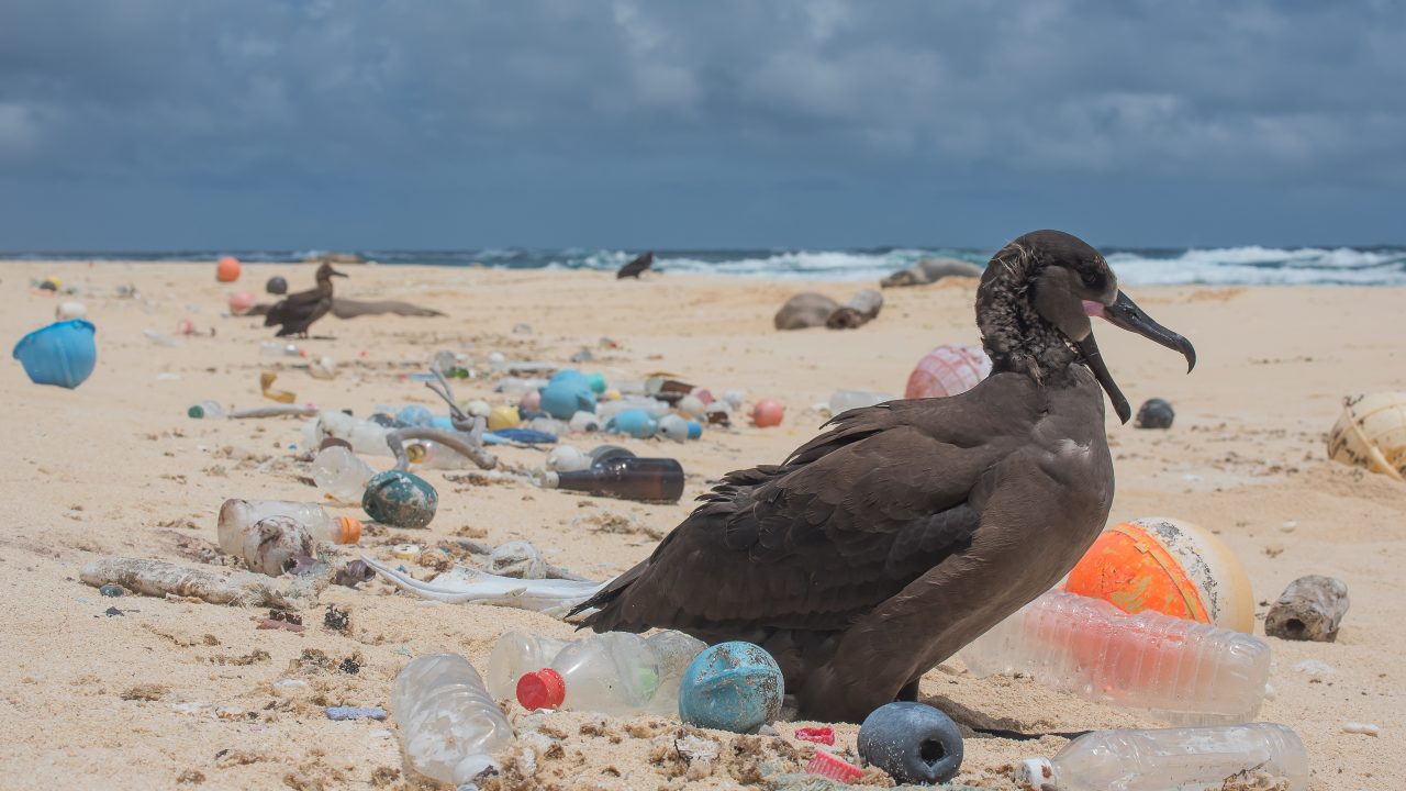 A bird surrounded by ocean plastic on the Northwestern Hawaiian Islands. Photo credits: Matthew Chauvin
