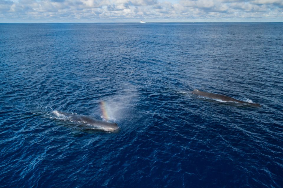 Sperm whale mother and calf. Observed on System 001’s first mission.