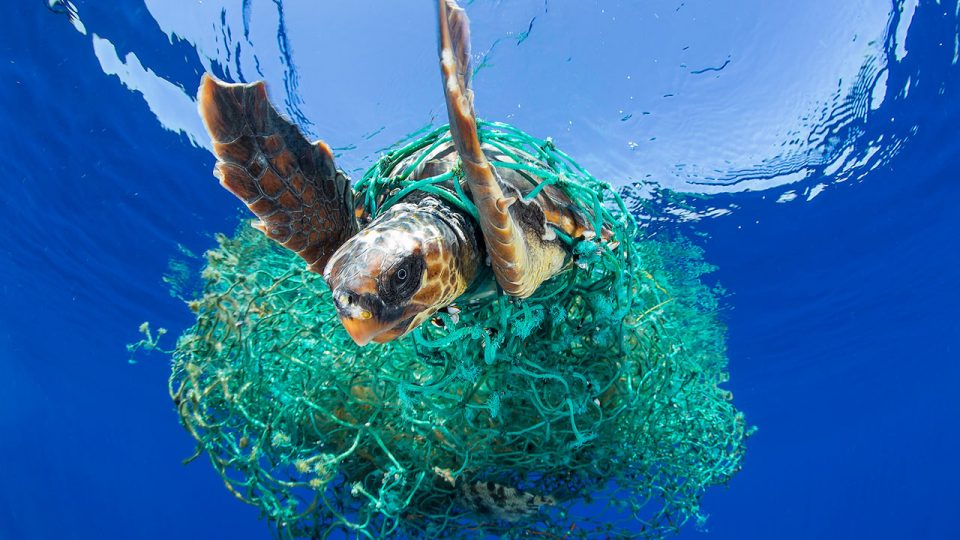 #01 - A sea turtle entangled in a ghost net