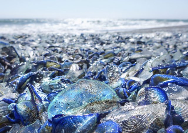 Velella Beached, Photography by Ingrid Taylar (via Flickr).