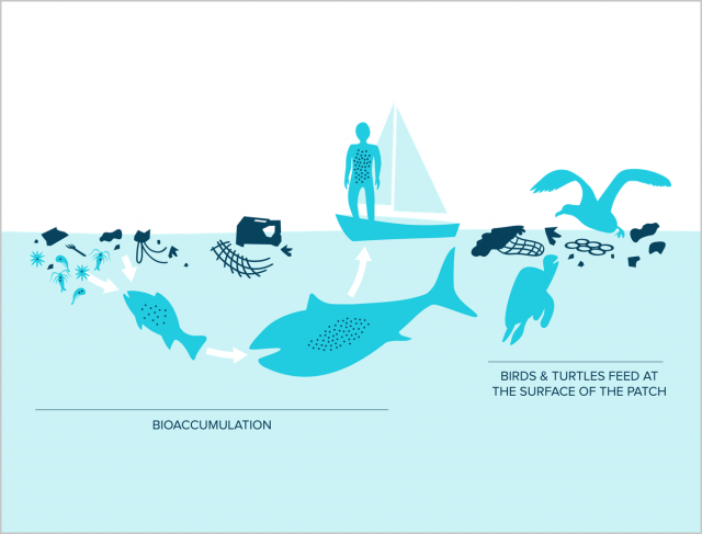 How plastic pollution travels up the food chain