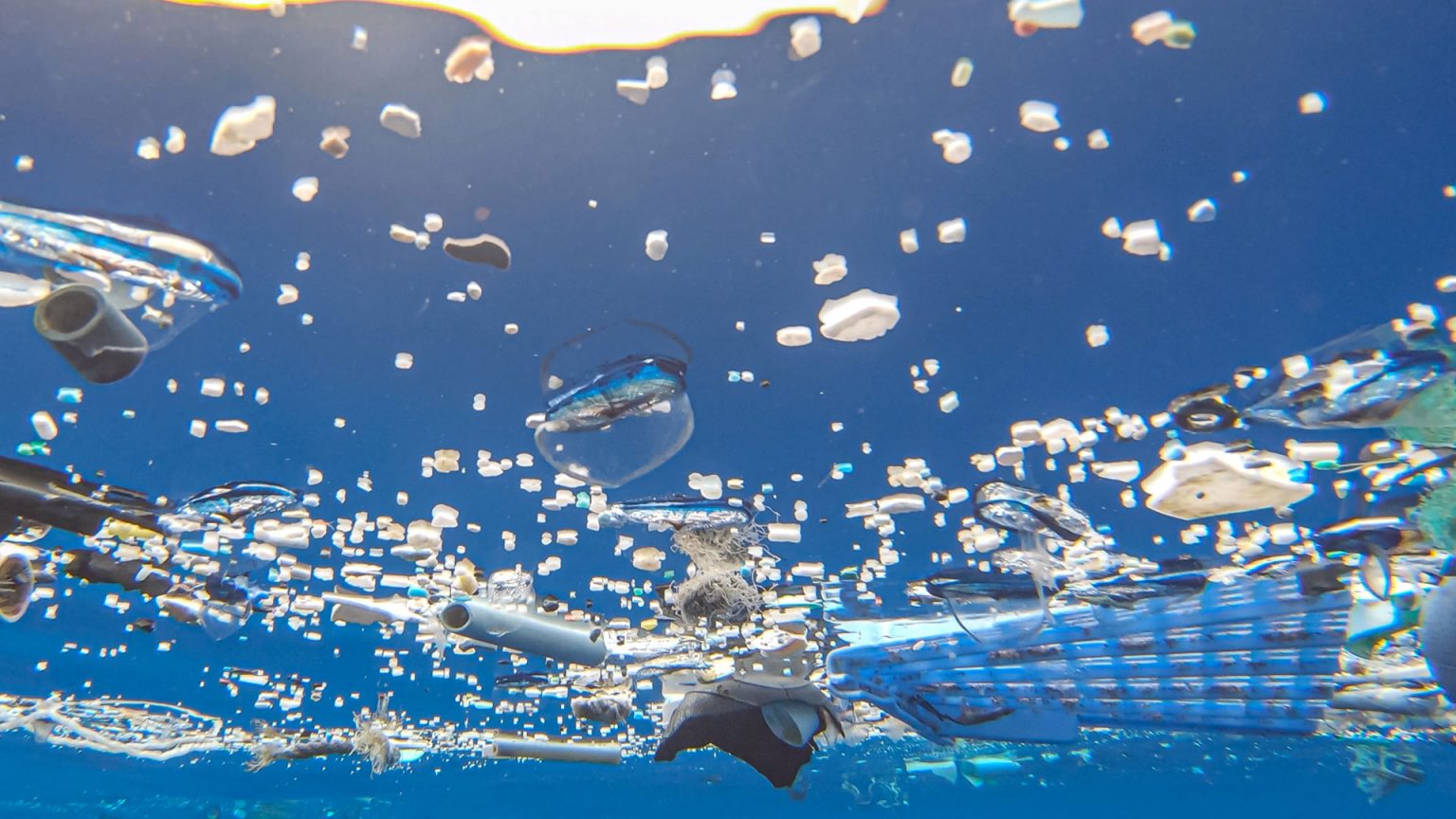 Neuston in the Great Pacific Garbage Patch and the Impact of Cleanup