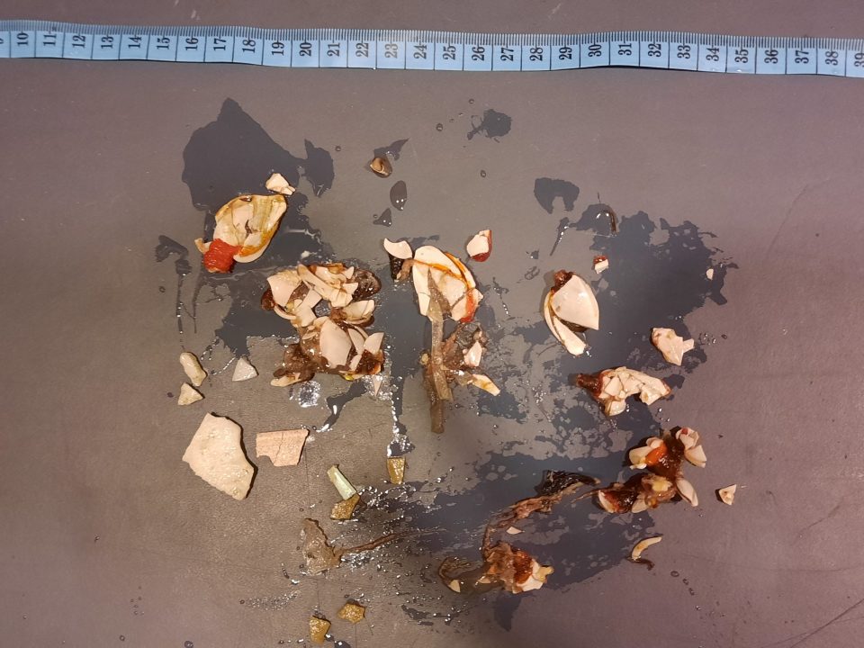 Stomach contents of the two deceased juvenile loggerhead turtles found between the plastic catch