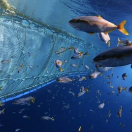 Ocean plastic pollution, GPGP, Great Pacific Garbage patch, ocean cleanup, clean oceans