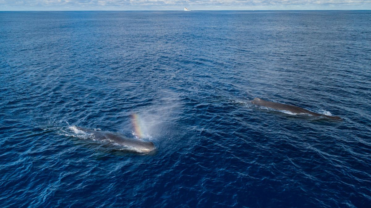 CATALYST PLANET - Humans are Leading Blue Whales Towards