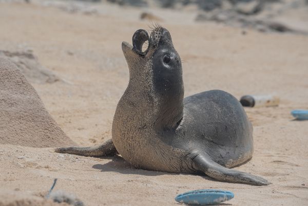 A young monk seal on Laysan Island holds a plastic fragment in his mouth. Photo credits: Matthew Chauvin