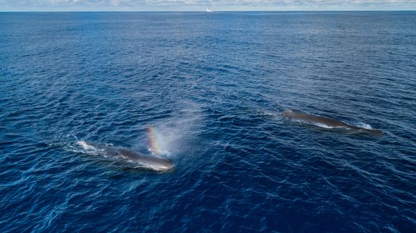 Sperm whale mother and calf. Observed on System 001’s first mission.