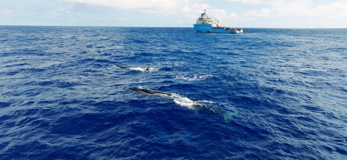 Whales in the ocean spotted near System 03