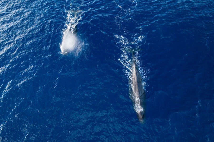 Two whales in the Great Pacific Garbage Patch