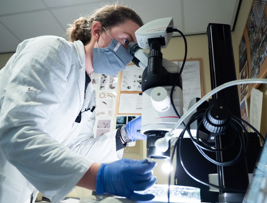 The Ocean Cleanup researcher investigating neuston in the lab