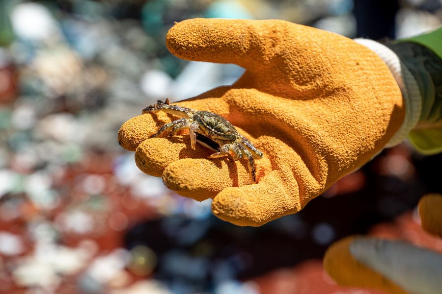 Crew examining bycatch on deck