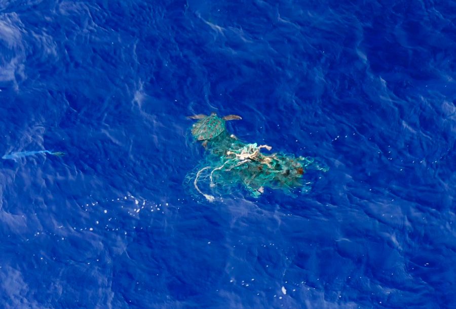 Green sea turtle caught in a ghost net, spotted from our support vessel. The turtle was disentangled and released.