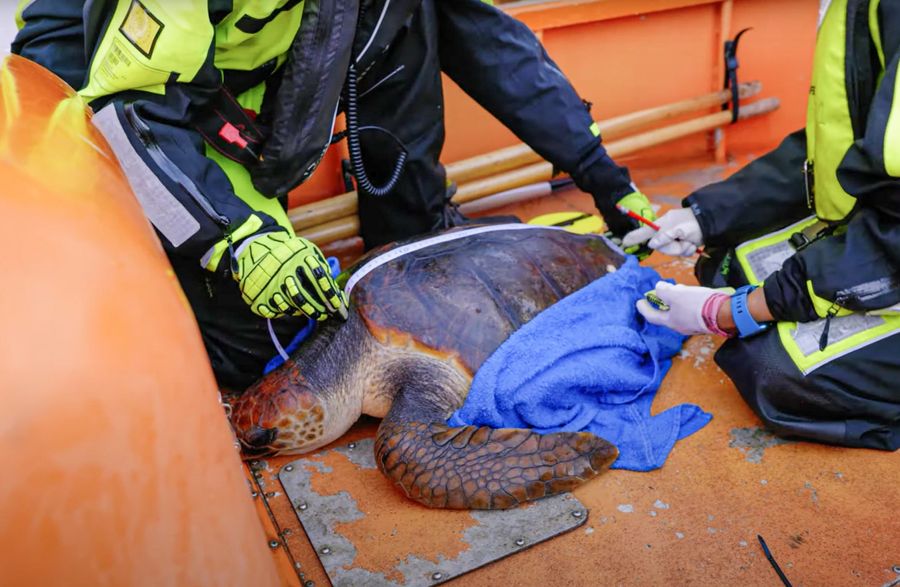 Crew members take care of rescued sea turtle