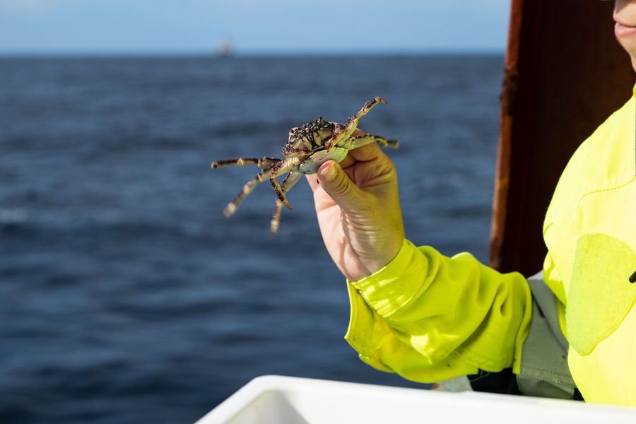 A crab found in the plastic catch of System 002