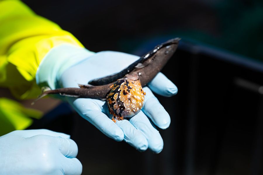 A pygmy shark and another fish in the hand of a Maersk crew