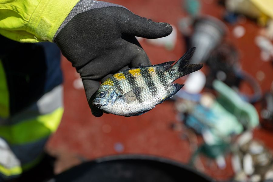 A fish in a hand saved from a plastic extraction