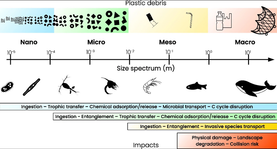 Size dependent environmental impacts of plastic debris. The colour bars represent the species impacted by each plastic size class
