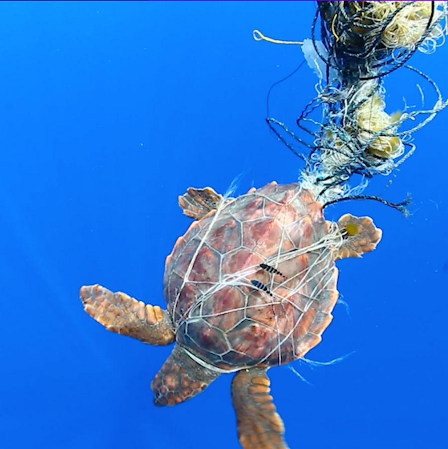A turtle stuck in a ghost net in Great Pacific Garbage Patch