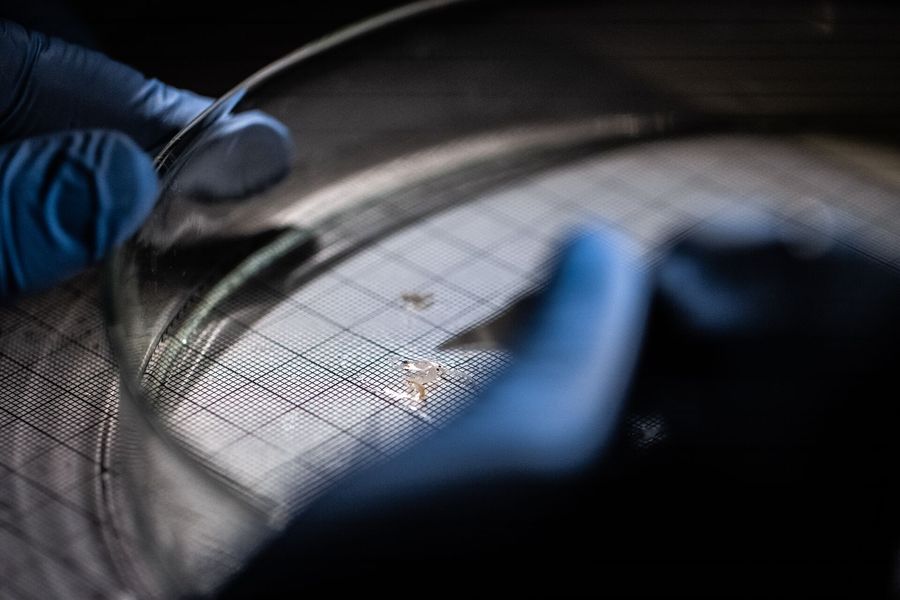 Research team member analyzing the samples of plastic and neuston in our lab