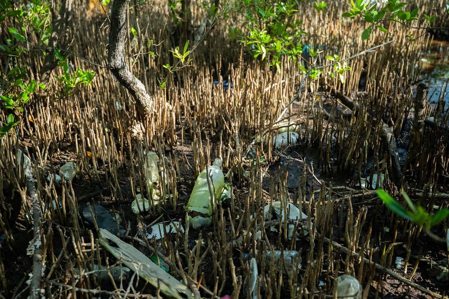 Plastic pollution can get trapped in mangrove ecosystems, creating barriers that prevent seawater from moving in and out of the forest, which increases salinity and results in ecosystem degradation