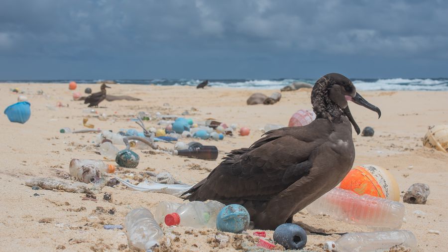 A bird surrounded by ocean plastic on the Northwestern Hawaiian Islands. Photo credits: Matthew Chauvin, Great Pacific Garbage Patch, ocean plastic pollution, save oceans, help clean oceans,