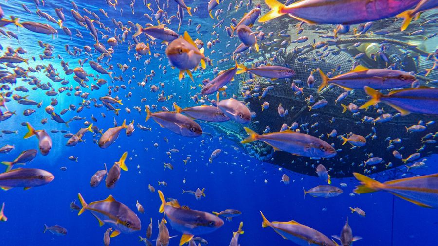 Marine life can safely swim around the system