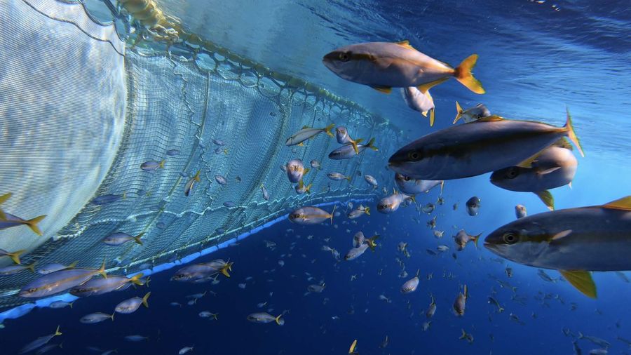 Ocean plastic pollution, GPGP, Great Pacific Garbage patch, ocean cleanup, clean oceans